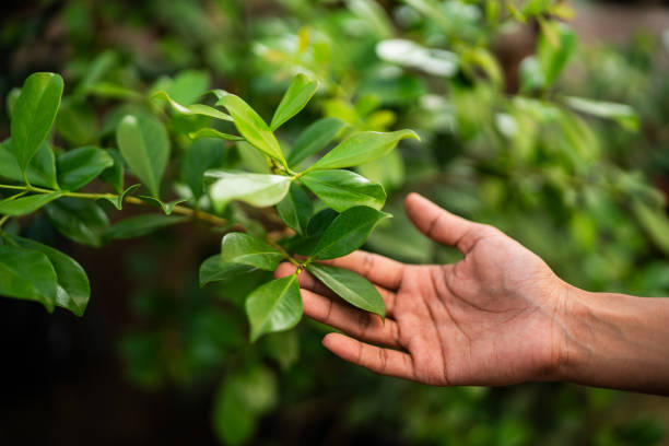 Professional Tree Removal in Eatonville, FL